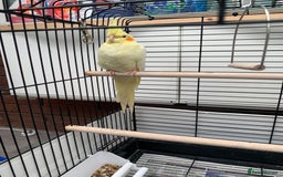 Cockatiels birds for sale: Birds Cockatiel  - Image 10