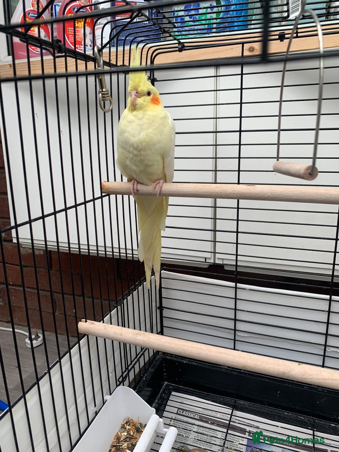 Cockatiels birds for sale: Birds Cockatiel  - Image 10