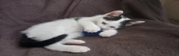 Ragdoll cats for sale: Adorable Ragdoll/Chinchilla Persian kitten  - Advert 9