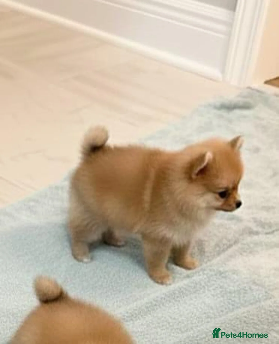 Pomeranian dogs for sale: Pomeranian puppies  - Advert 5