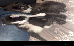Mixed Breed cats for sale: Free Gus looking for a new home  - Image 2