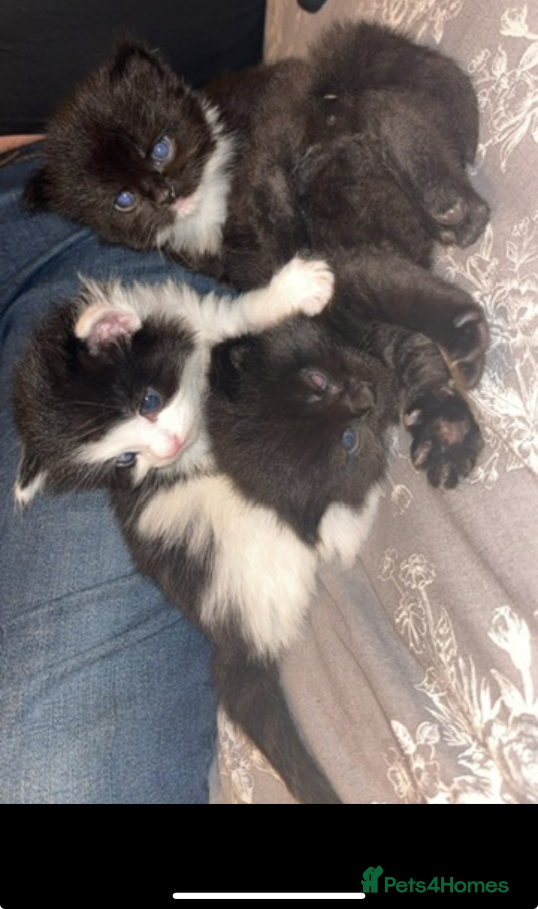 Mixed Breed cats for sale: Free Gus looking for a new home  - Image 2