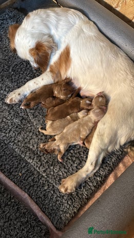 Cocker Spaniel dogs - Advert 11