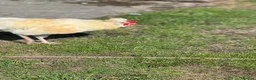 Chickens poultry for sale: Polish x Leghorn cockerel caramel and white  - Advert 11