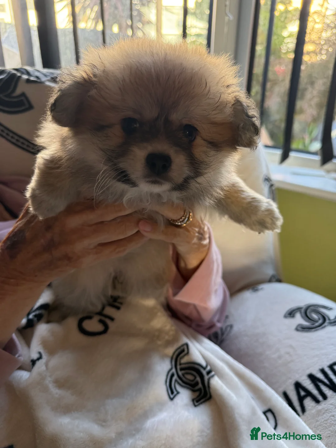 Pomeranian dogs for sale: Tiny Pomeranians  - Advert 2