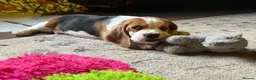 Beagle dogs for sale: Champion sired beagles KC reg & DNA health tested - Advert 11