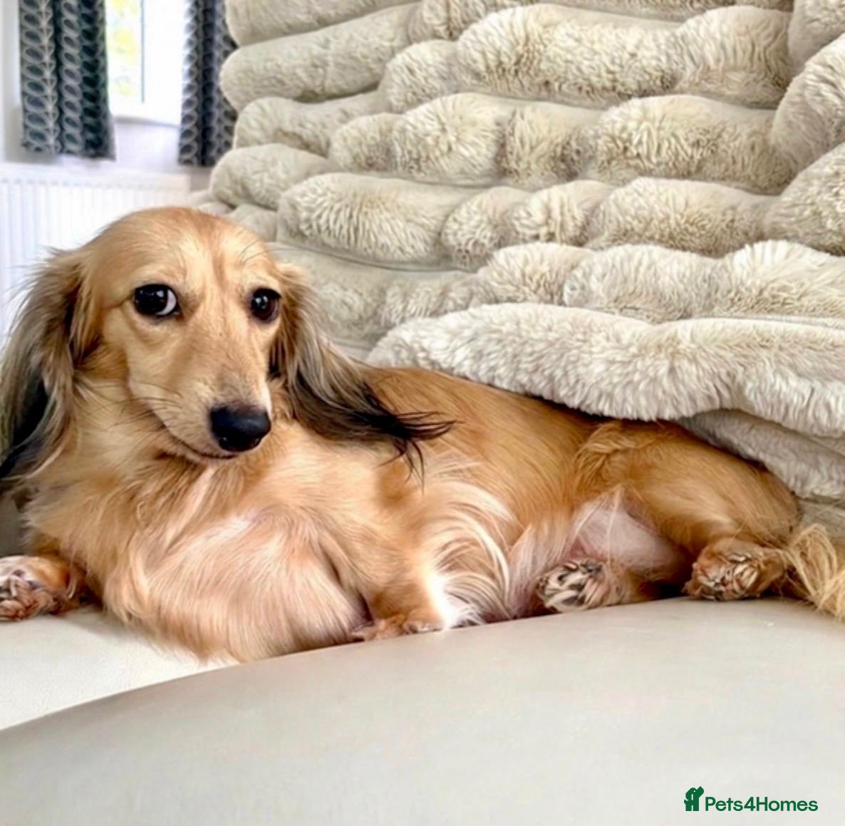 Dachshund dogs Shaded Cream Long Haired Minature Dachshunds - Advert 1