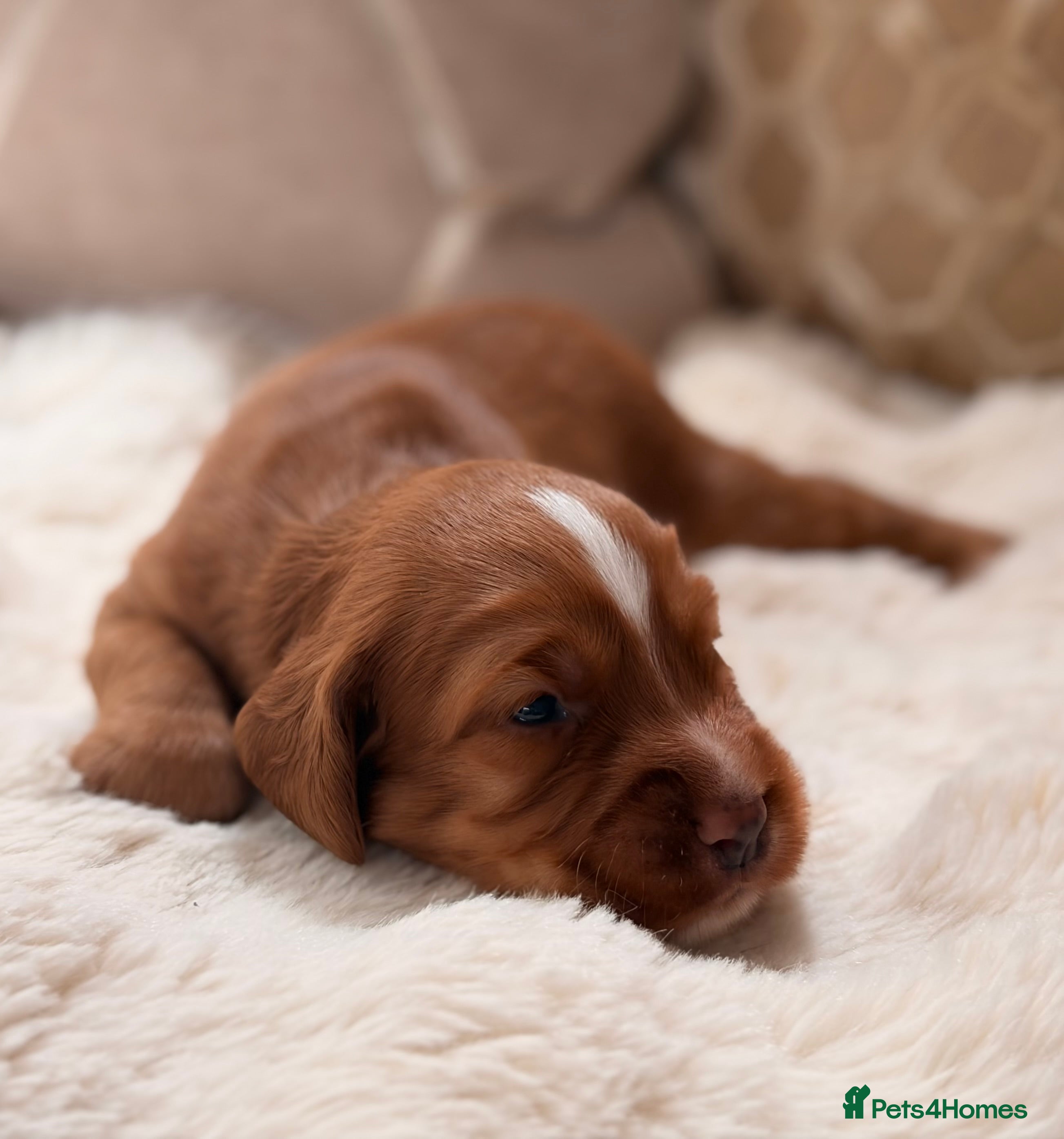 Cocker Spaniel dogs ** DARK RED , KC REG , WORKING COCKER PUPS ** - Advert 2