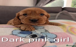 Cocker Spaniel dogs for sale: Cocker spaniel puppies - Advert 8