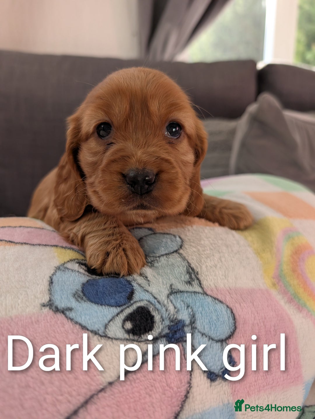 Cocker Spaniel dogs for sale: Cocker spaniel puppies - Advert 8