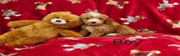 Cockapoo dogs for sale: ⚜️Pure Quality Cockapoos ⚜️ - Advert 7