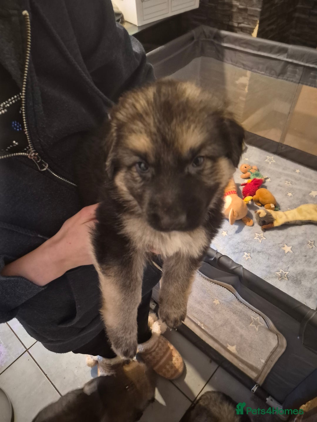 German Shepherd dogs for sale: 8 beautiful GSD puppies for sale  - Advert 6
