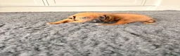 Rhodesian Ridgeback dogs for sale: Premium KC Registered Rhodesian Ridgeback Puppies  - Advert 6