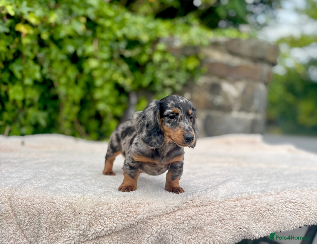 Miniature Dachshund dogs for sale: Long Haired Miniature Dachshunds - READY NOW!! - Image 18