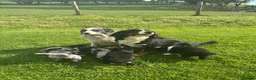 Mixed Breed dogs for sale: Stunning bordernese pups  - Advert 5