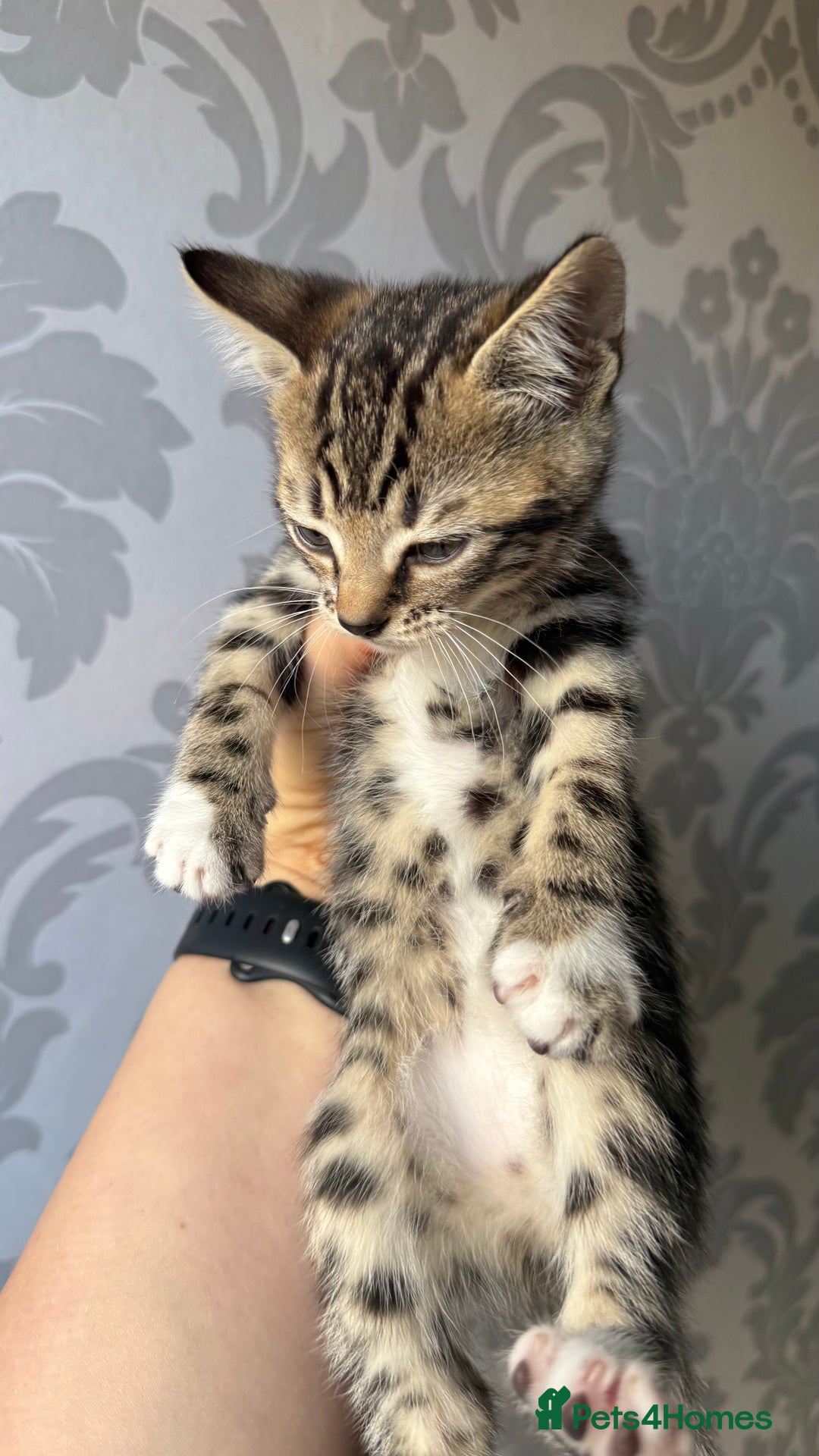 Mixed Breed cats for sale: Mixed bengal kittens - Advert 25