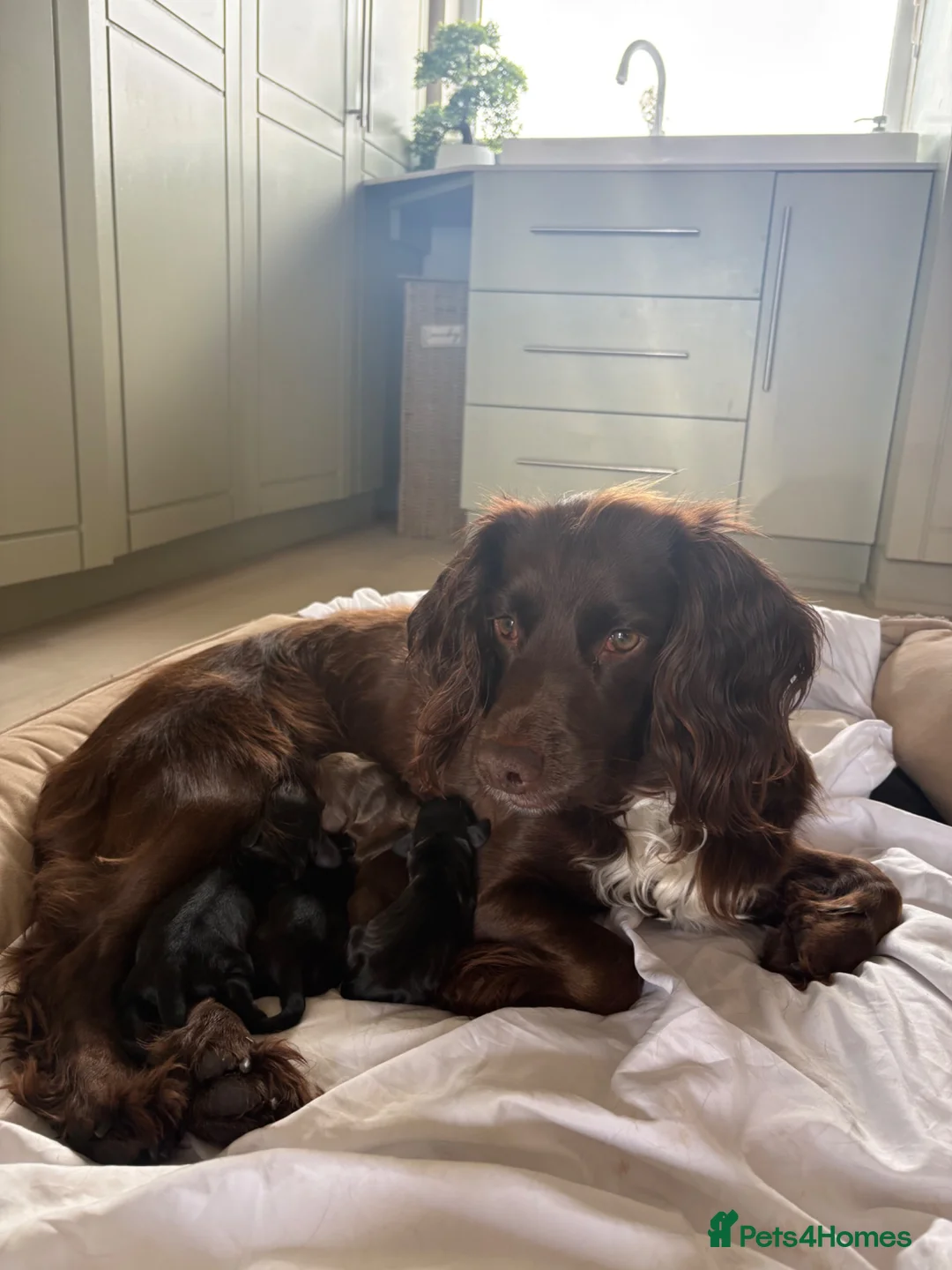 Cocker Spaniel dogs for sale: Cocker spaniel puppies - Advert 16