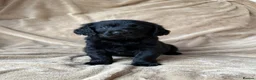 Mixed Breed dogs for sale: READY NOW  ❤️GOLDEN FLATTIES ❤️ ONLY 2 LEFT! ❤️  - Advert 7