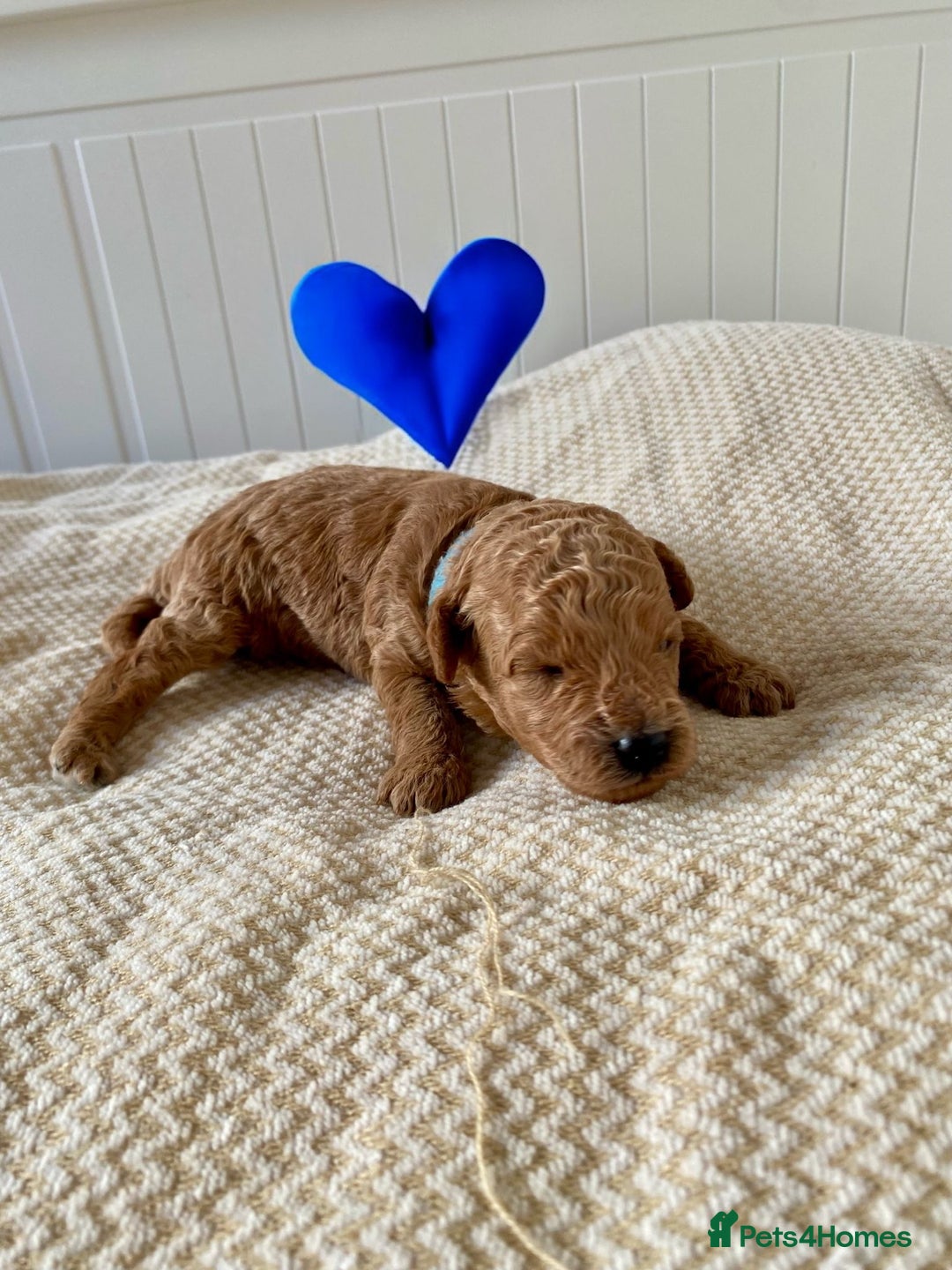 Poochon dogs for sale: ♥️🐶🧸 TINY ASIAN TOY POOCHONS FOR SALE ♥️ - Advert 5