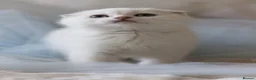 Scottish Fold cats for sale: Scottish fold  - Advert 10