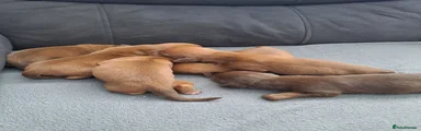 Chiweenie 5