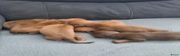 Chiweenie dogs for sale: Dachshund  - Advert 6