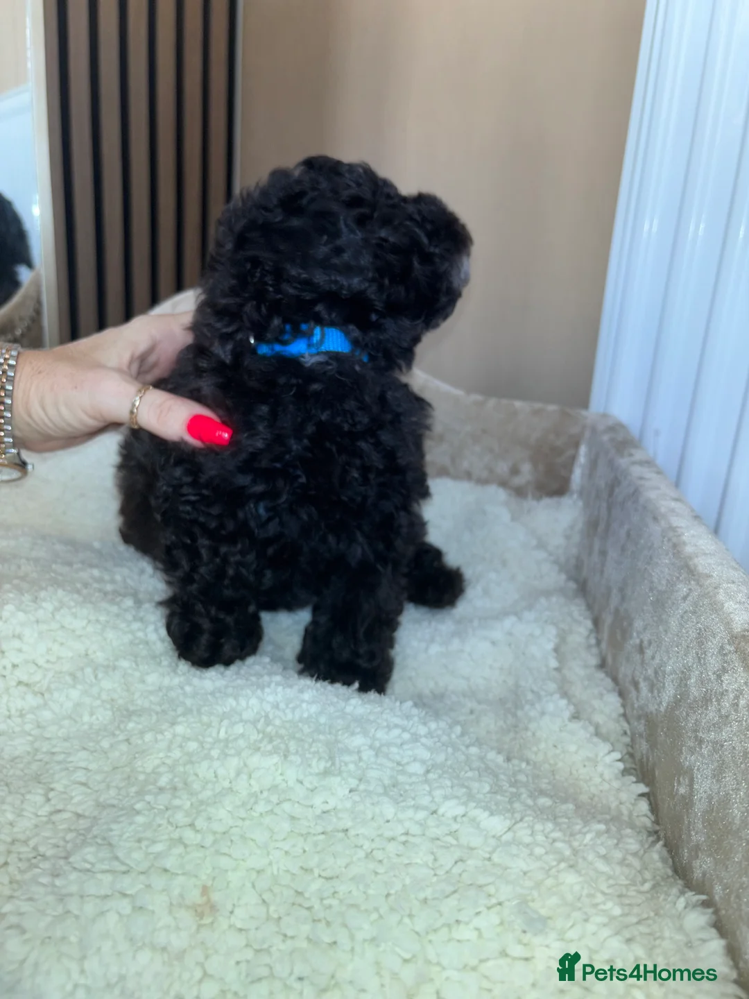 Toy Poodle dogs for sale: Two beautiful little poochons  - Advert 10