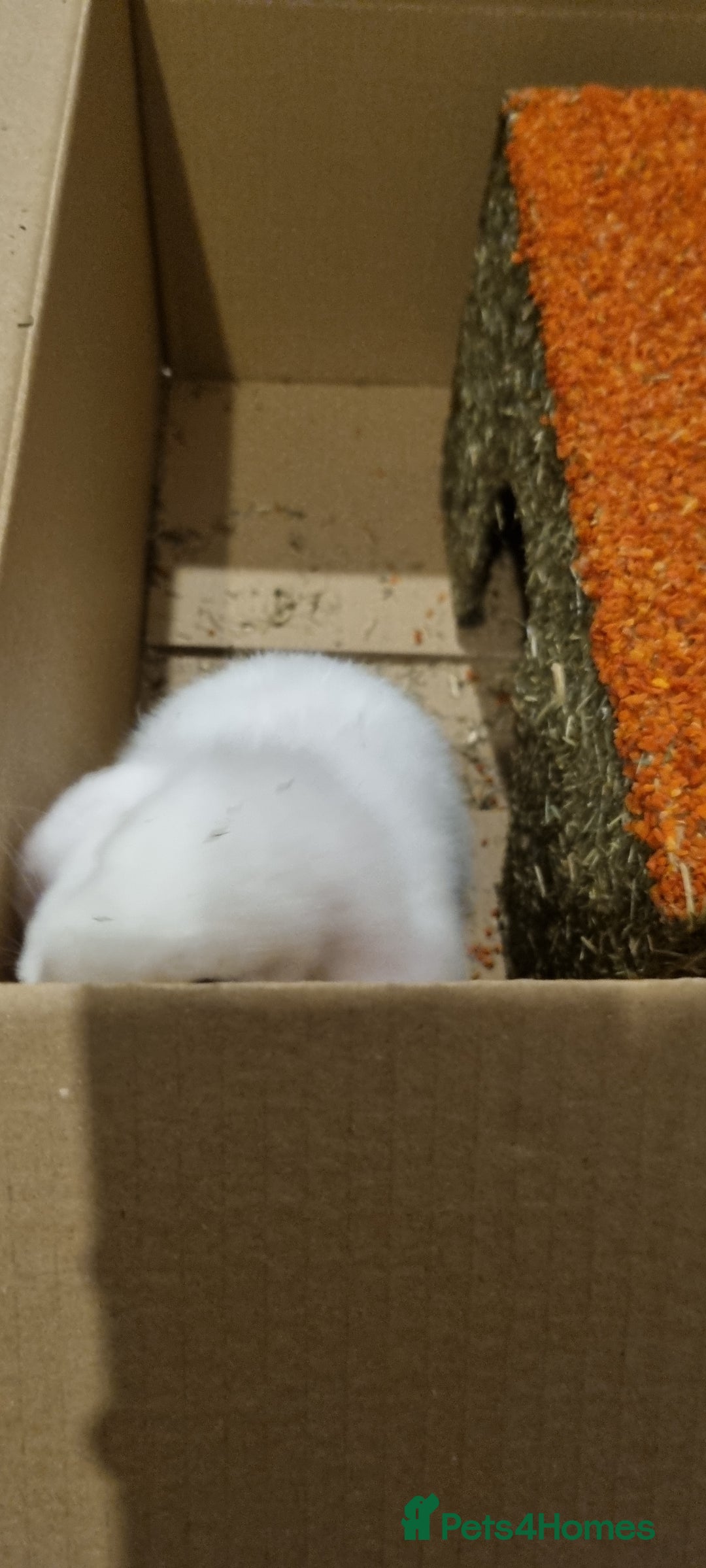 Mini Lop rabbits for sale: 2 mini lop rabbits  - Advert 3