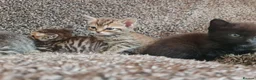 Mixed Breed cats for sale: Kittens for sale  - Advert 26