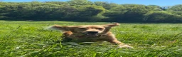 Golden Retriever dogs for sale: KC Registered Golden Retriever Pups Ready 7th June - Advert 3