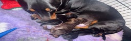 Miniature Dachshund dogs for sale: Black and tan miniature dachshund puppies   - Advert 10