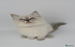 Ragdoll cats for sale: 🤍 STUNNING GCCF REGISTERED RAGDOLL KITTENS 🤍🤍 - Image 21