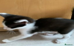 Siamese cats for sale: 3 half Siamese kittens  - Image 18