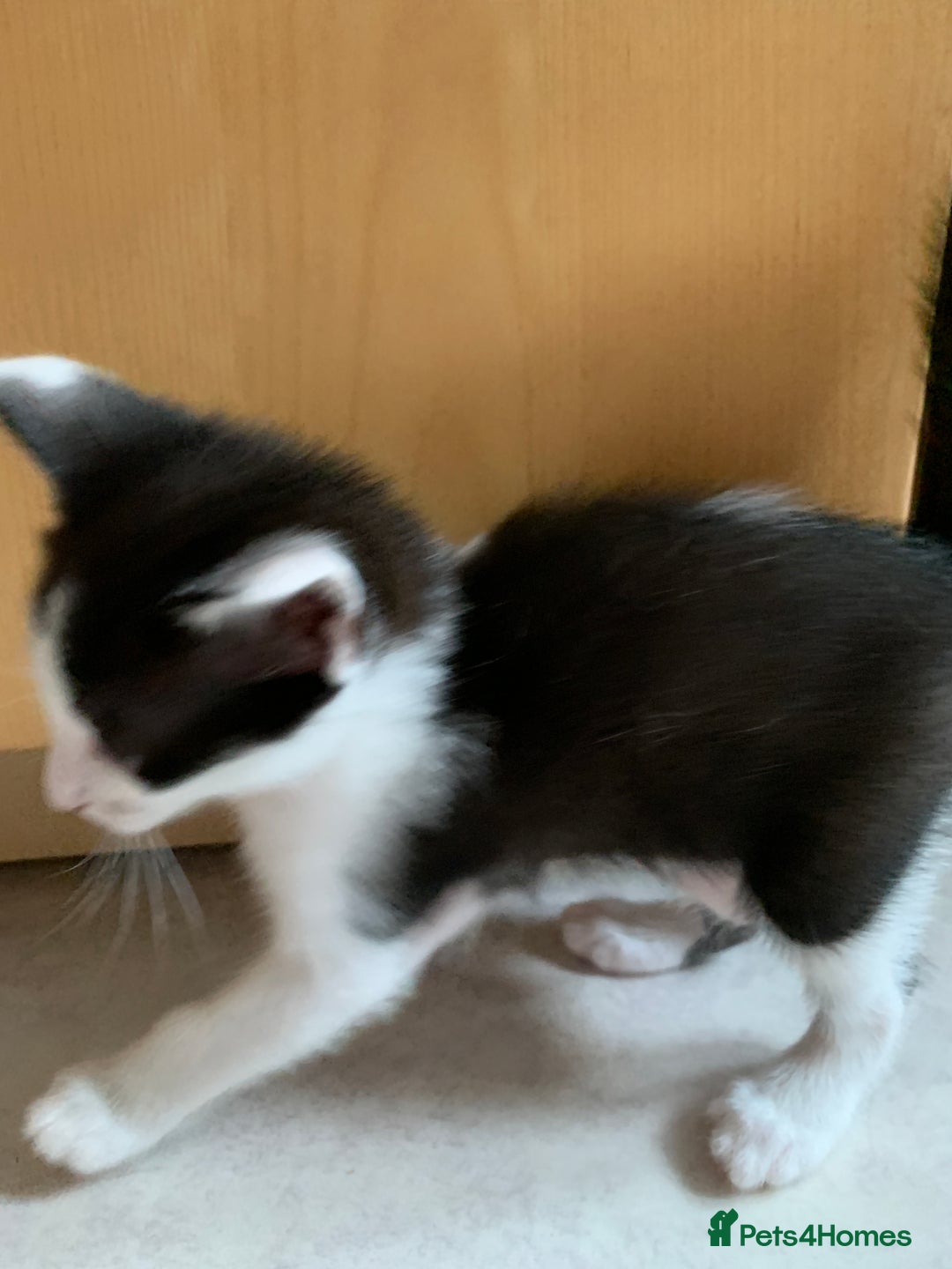 Siamese cats for sale: 3 half Siamese kittens  - Image 18