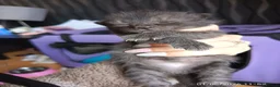 Mixed Breed cats for sale: KITTENS LOOKING FOR LOVING HOMES - Advert 19