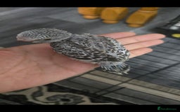 Budgerigars birds for sale: Baby budgies tame - Image 3