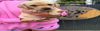 Labrador Retriever 9
