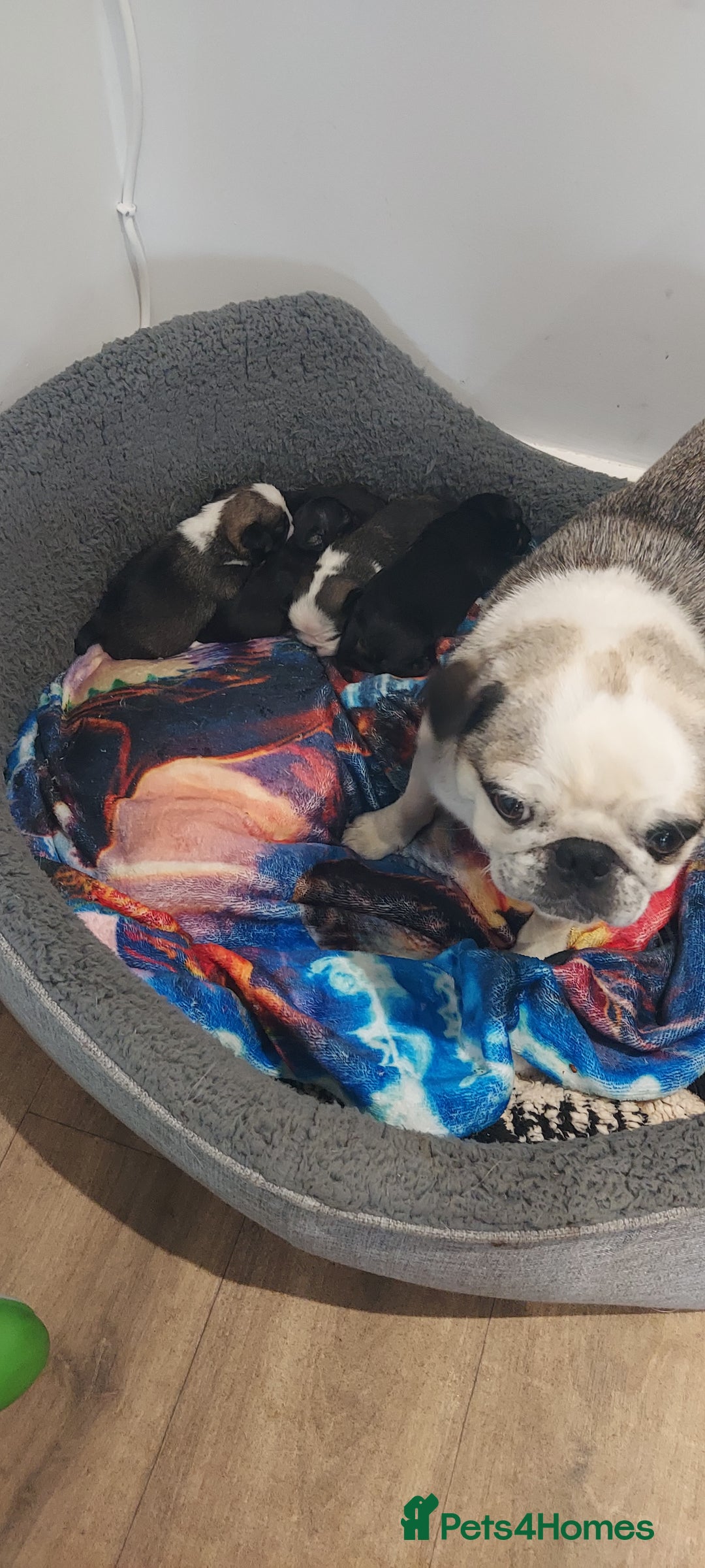 Pug dogs for sale: Pug puppies for sale  - Image 8