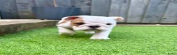 English Bulldog dogs for sale: 🔥READY NOW KC REG ENGLISH BULLDOG GIRL🔥 - Advert 1