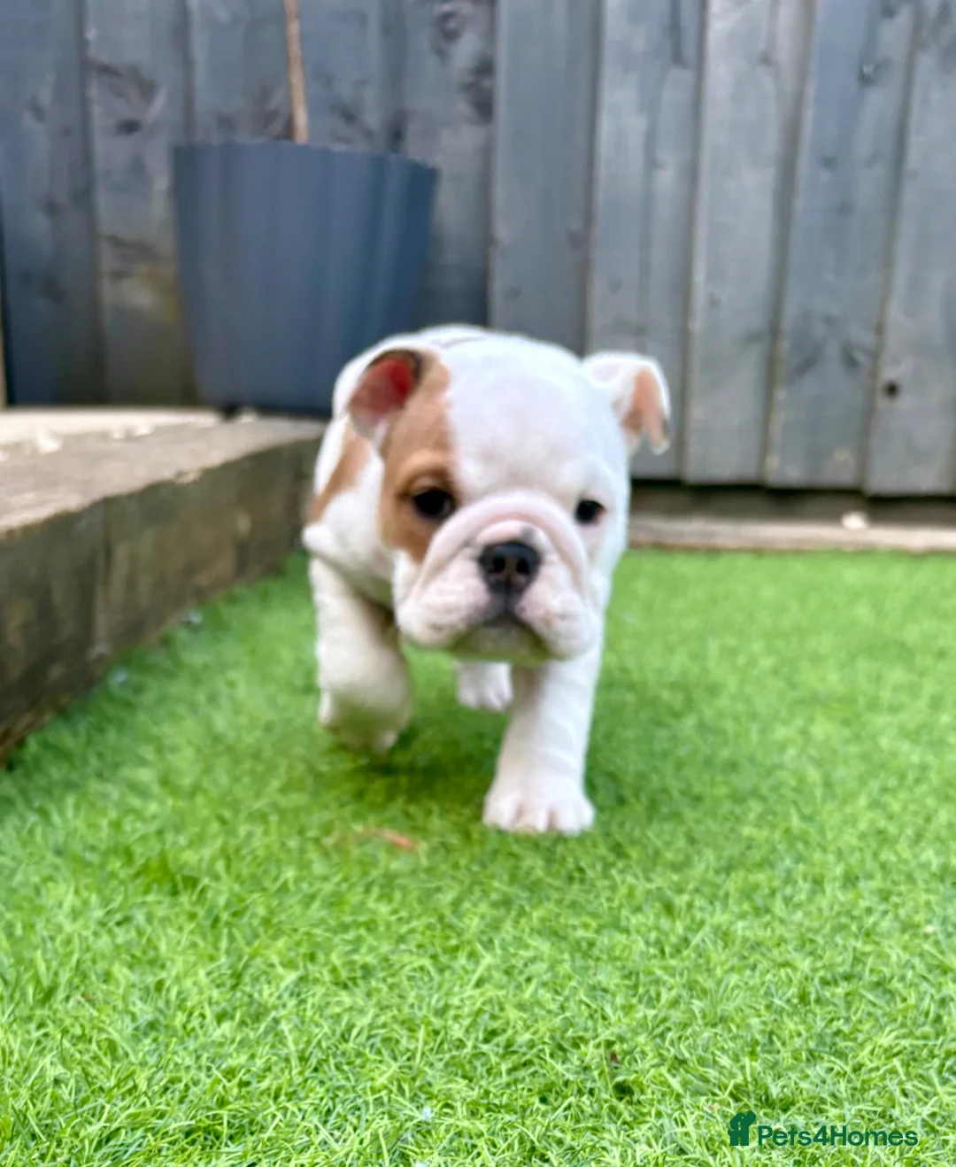English Bulldog dogs for sale: 🔥READY NOW KC REG ENGLISH BULLDOG GIRL🔥 - Advert 1