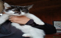 Mixed Breed cats for sale: 2 adorable girl 🥰 - Image 3