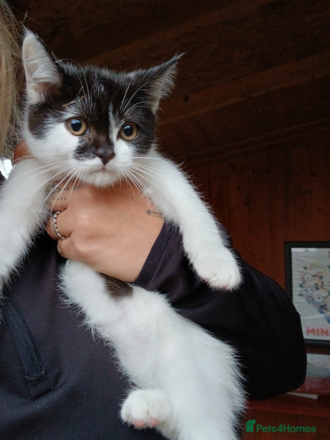 Mixed Breed cats for sale: 2 adorable girl 🥰 - Image 3