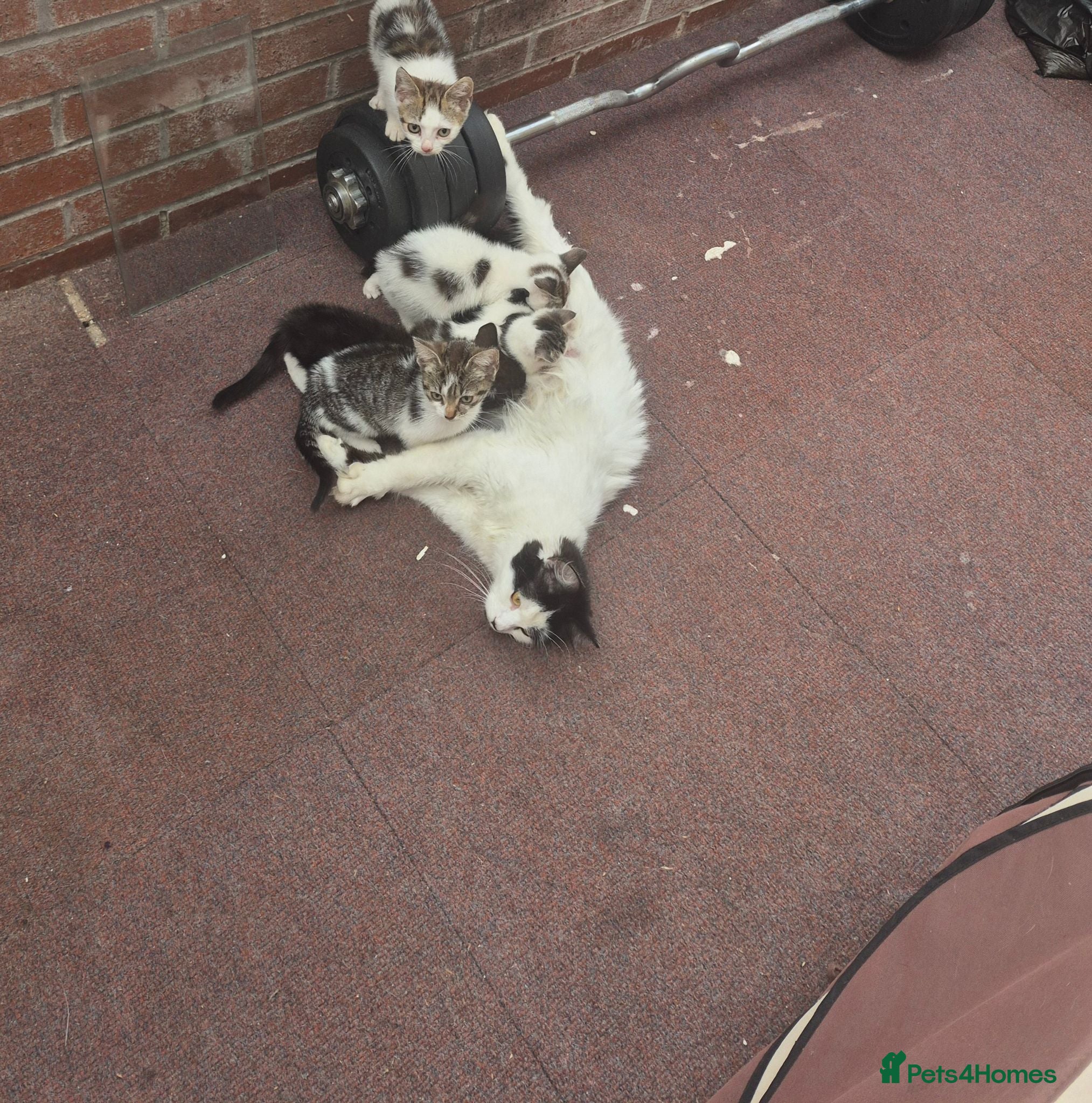 Mixed Breed cats Beautifully Mixed Siberians.  - Advert 3