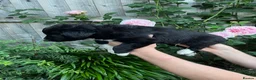 Border Collie dogs for sale: Border collie puppies - Advert 8