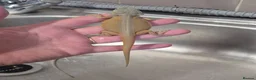 Bearded Dragon reptiles for sale: Baby bearded dragons  - Advert 7