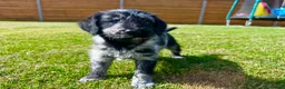 Labradoodle dogs for sale: Beautiful Merle Labradoodle Babies 🐾🐾🐾 - Advert 5