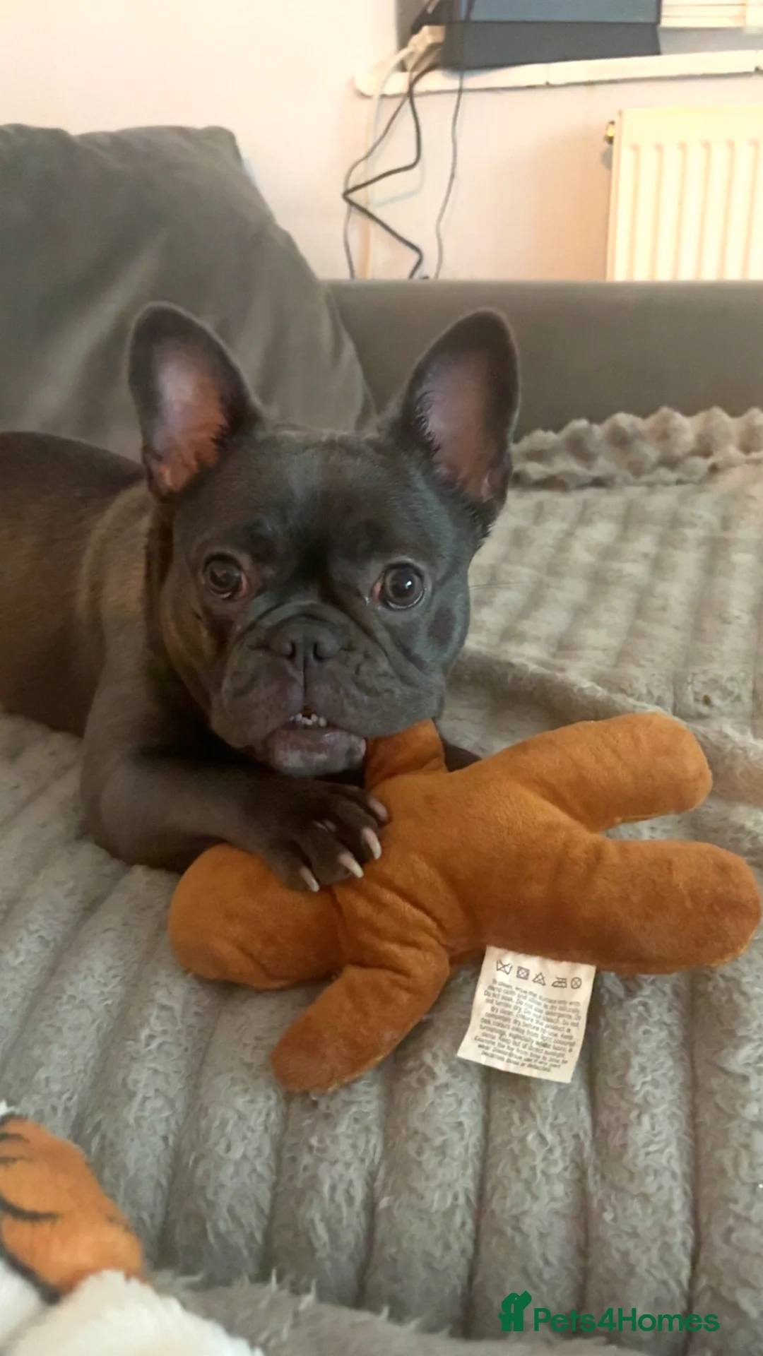 French Bulldog dogs for sale: French bulldog girl  - Advert 4