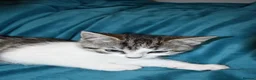 Mixed Breed cats for sale: 6 Gorgeous kittens for sale - Advert 14