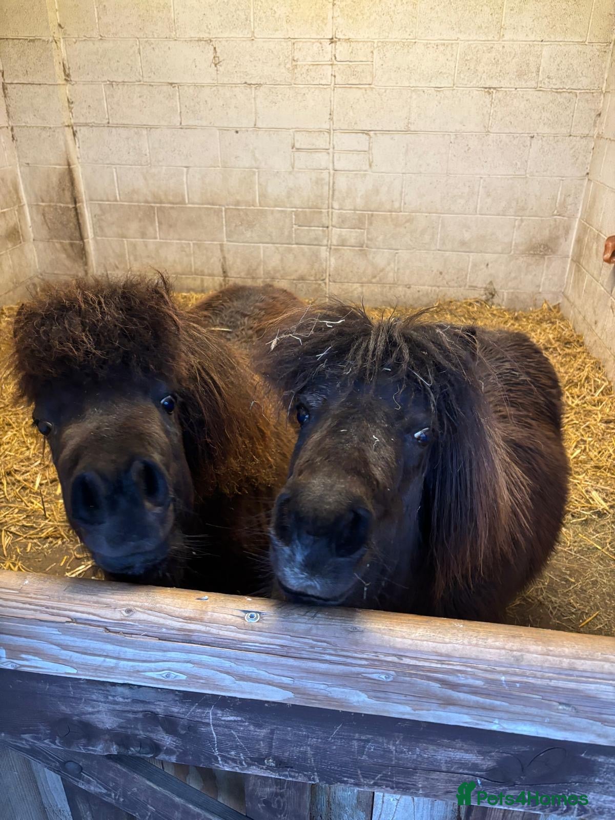 Miniature horses Partbred Falabella  - Advert 1