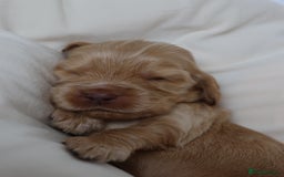 Cocker Spaniel dogs for sale: Beautiful family SHOW cocker spaniels - Image 15